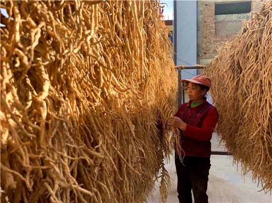 胭脂故里藥香濃——臨夏康樂縣發(fā)展中藥材產業(yè)見聞