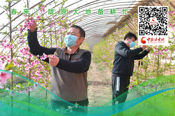 海報丨春來！隴原大地春耕忙