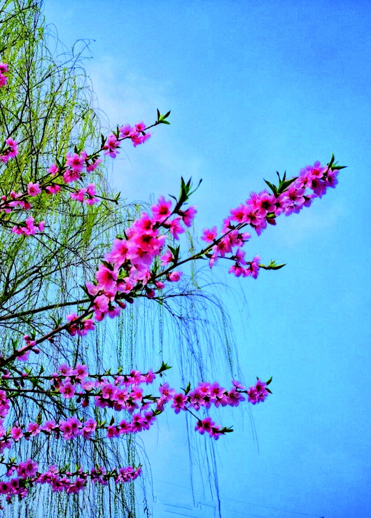 銅城桃花嫵媚綻放！君莫宅家辜負(fù)春光美景