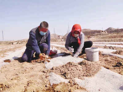 三萬畝“閑地”的新生 皋蘭縣多項(xiàng)整治讓撂荒地生金聚銀 