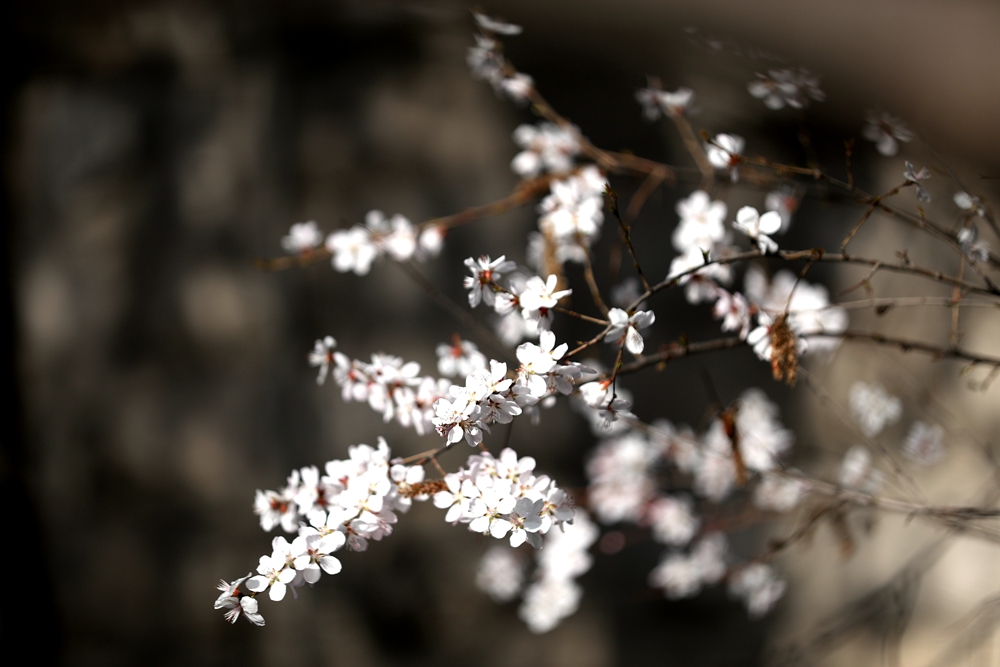 海報(bào)|花開(kāi)隴原，甘肅這些景區(qū)正在復(fù)蘇！