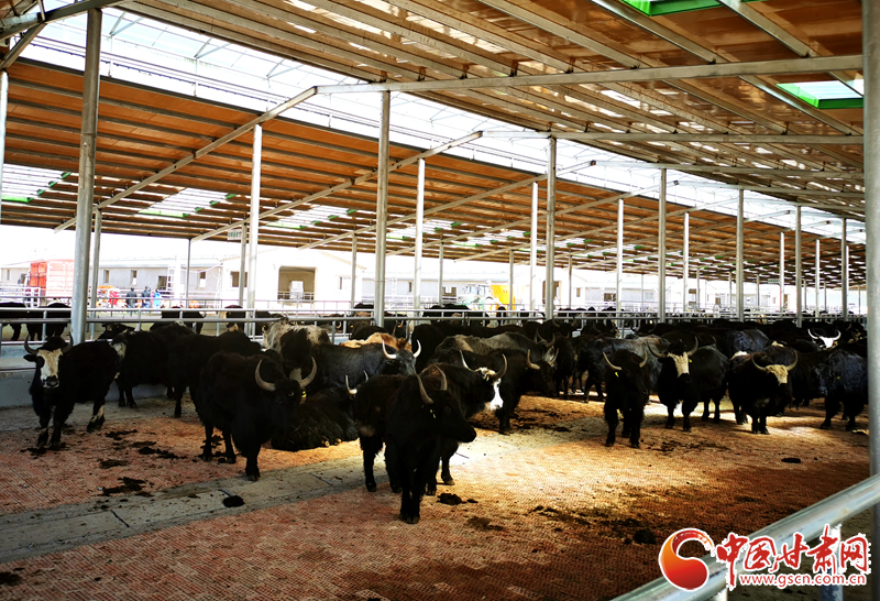 【甘肅省決戰(zhàn)決勝脫貧攻堅(jiān)】農(nóng)牧結(jié)合養(yǎng)起“脫貧?！?產(chǎn)業(yè)增效共唱“致富歌”