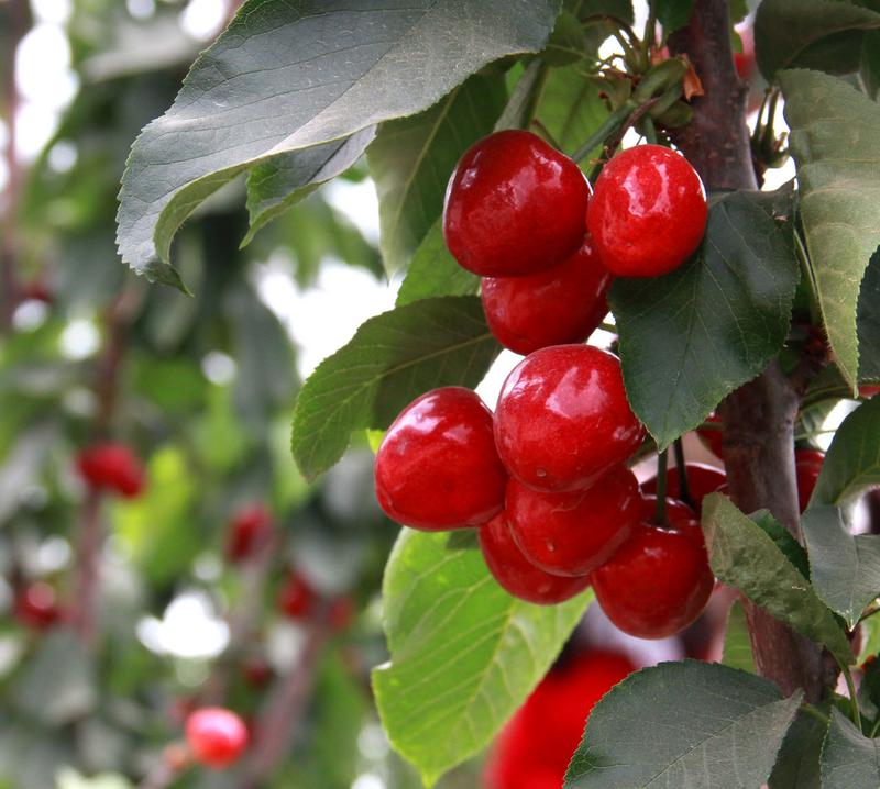 趕緊約起來！民勤紅旗谷櫻桃采摘園開園啦！