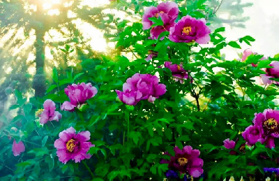 【“甘味”故事】“百花王”駕到！國(guó)色傾城正當(dāng)時(shí)