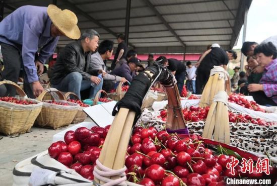 天水農(nóng)戶致富“有方” “靠山吃山”發(fā)展林果業(yè)助增收