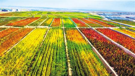 拉開架勢興產(chǎn)業(yè)——武威天?？h發(fā)展特色農(nóng)業(yè)綜述