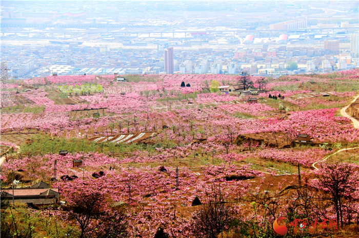天水秦安“桃王”“桃后”拍了4萬(wàn)余元 快來(lái)認(rèn)識(shí)這兩顆高貴的桃子