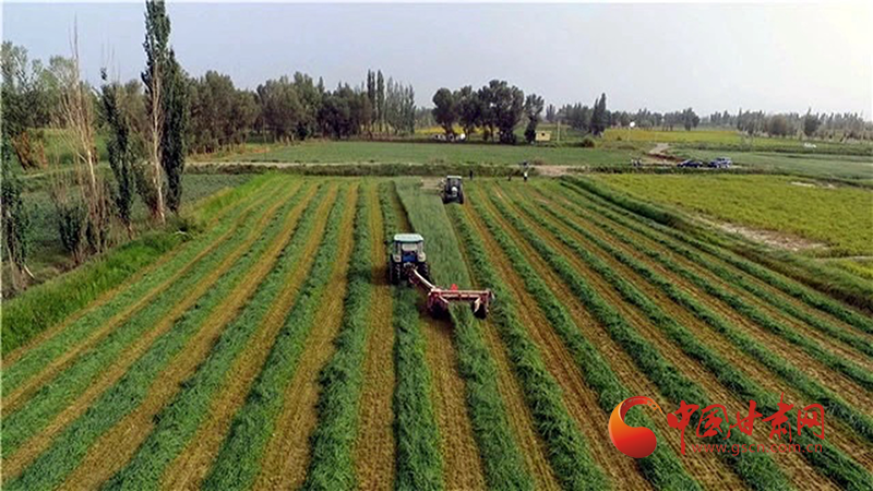 瓜州：牧草種植帶來(lái)好“錢”景