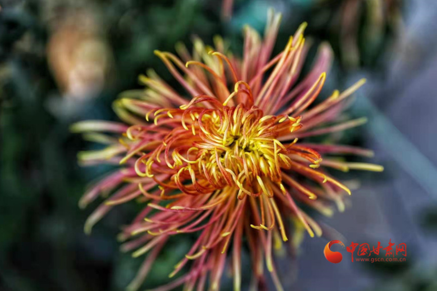 十五年，鍥而不舍終夢(mèng)圓——寫在蘭州市入選全國(guó)文明城市之際