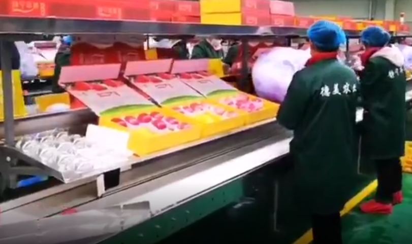 【獨家視頻】快訊丨甘肅省委副書記、代省長任振鶴在靜寧縣調(diào)研蘋果產(chǎn)業(yè)發(fā)展