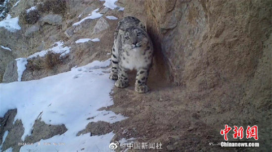 精靈漫步！甘肅阿克塞祁連山深處現(xiàn)雪豹身影