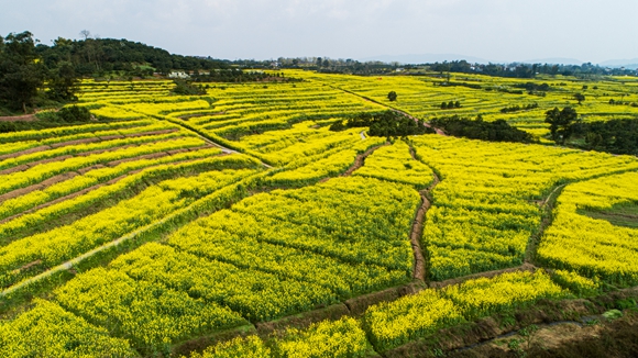 千余畝油菜花盛開。廖濤 攝
