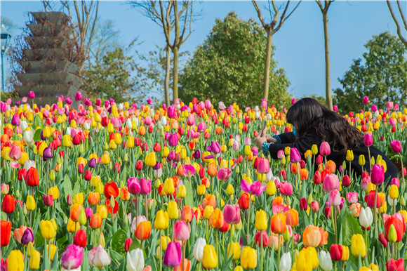 五顏六色郁金香花海。羅云希 攝