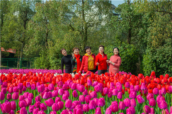 游客在郁金香花海里拍照打卡。羅云希 攝