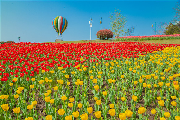 長壽湖郁金香開得正好。羅云希 攝