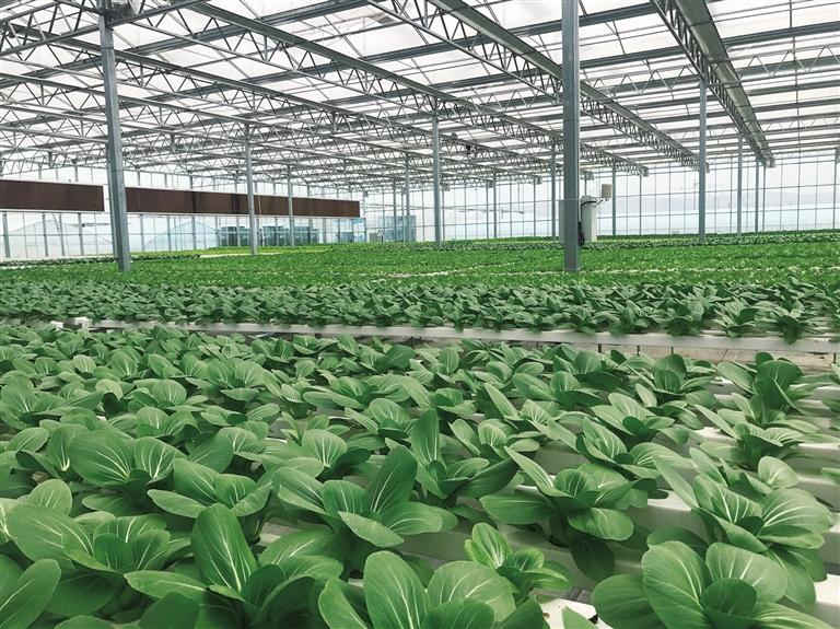 榆中做大做強(qiáng)高原夏菜產(chǎn)業(yè) 高品質(zhì)蔬菜走進(jìn)千家萬(wàn)戶(hù)