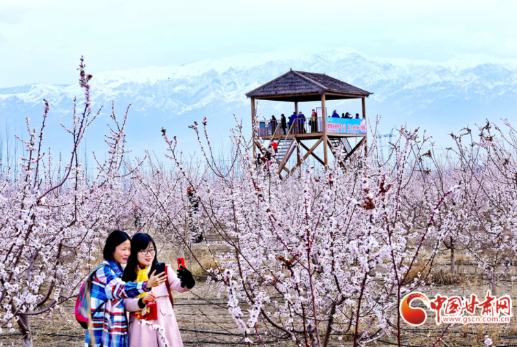 甘肅張掖：杏花盛開(kāi)春滿(mǎn)園