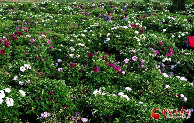 閱盡繁花盛景！定西文旅邀您共赴“紫斑牡丹”之約