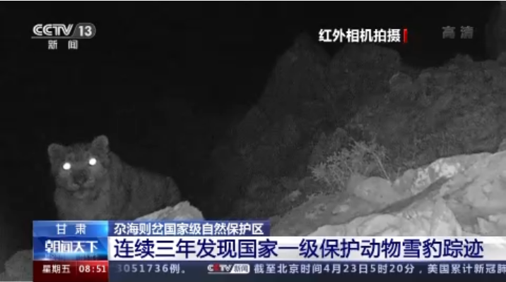 “大貓”出沒(méi)！甘肅尕海則岔保護(hù)區(qū)連續(xù)三年發(fā)現(xiàn)雪豹蹤跡