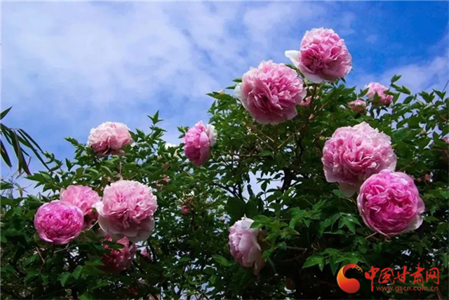 【五一游甘肅】暢游“臨洮縣紫斑牡丹文化旅游節(jié)”，這份攻略請收下！