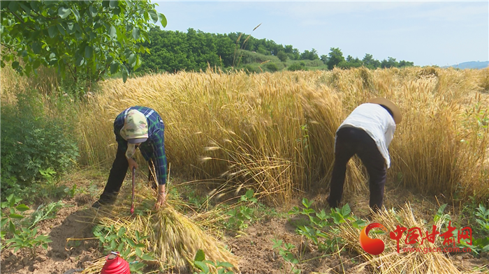 【隴拍客】平?jīng)鋈A亭：銀鐮揮舞夏收忙 麥浪翻滾糧歸倉(cāng)