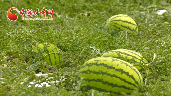 【小康圓夢(mèng)·看甘肅】靖遠(yuǎn)：石頭縫里種出“甜日子”