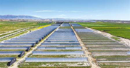 武威天?？h松山鎮(zhèn)德吉新村秀珍菇科技產(chǎn)業(yè)園初具規(guī)模