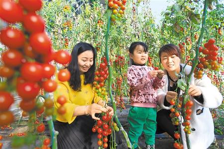 酒泉市肅州區(qū)東洞戈壁產業(yè)園里的圣女果、人參果陸續(xù)成熟上市