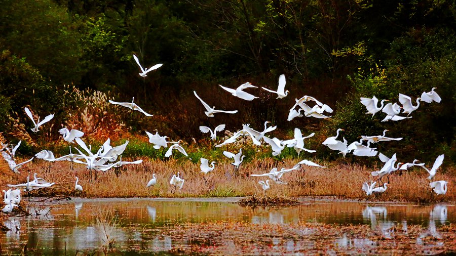 白鷺翩躚舞初冬。吳康軍攝