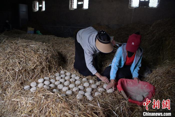 酒曲成型之后入曲房，入室之前要灑水，再鋪青稞草，防止曲塊的水分被吸走，曲房?jī)?nèi)有通風(fēng)道、窗戶、暖氣、電熱爐等各種控制曲房溫度的設(shè)備。圖為5月10日，工作人員將成型的曲塊搬運(yùn)到曲房。九美旦增　攝