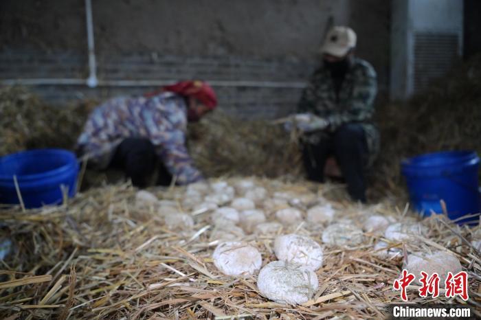 酒曲從曲坯入房培養(yǎng)到培養(yǎng)結(jié)束，整個(gè)培養(yǎng)周期控制在4至8天，曲坯的要求光滑，軟硬適宜，手按曲坯不松散，結(jié)實(shí)，薄厚一致。圖為5月10日，工作人員準(zhǔn)備將培養(yǎng)好的曲坯拿到外面晾曬。九美旦增　攝