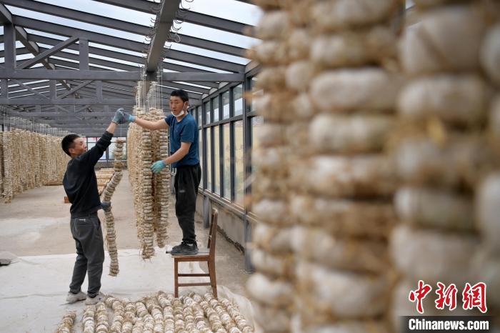 圖為5月10日，工作人員將用青稞面和青稞草等制成的曲坯用繩子串起來(lái)晾曬。九美旦增　攝