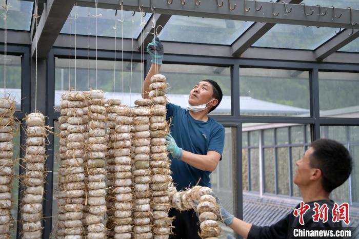 圖為5月10日，工作人員將用青稞面和青稞草等制成的曲坯用繩子串起來(lái)晾曬。九美旦增　攝