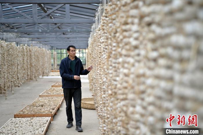 圖為5月10日，工作人員檢查晾曬的曲胚。九美旦增　攝