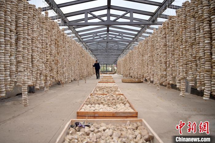 圖為5月10日，工作人員檢查晾曬的曲胚。九美旦增　攝