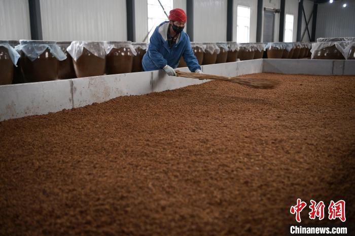 圖為5月10日，工作人員整理鋪撒的酒醅。九美旦增　攝