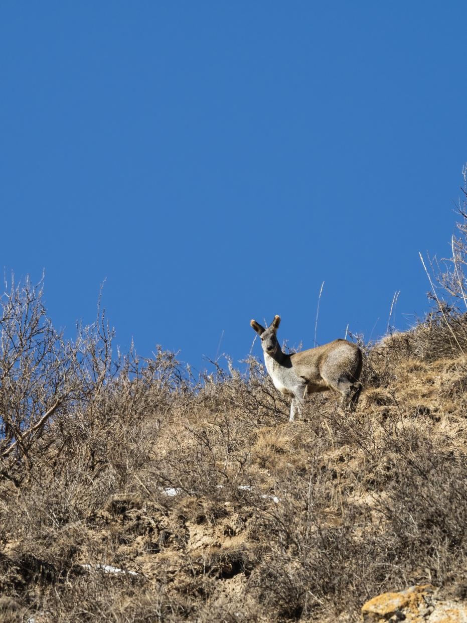 甘肅祁連山東大河自然保護(hù)站近20年來(lái)首次拍到馬麝影像