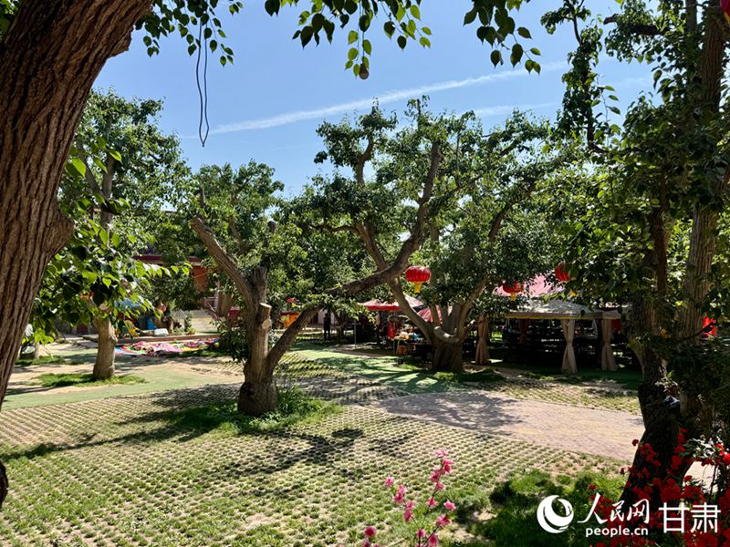 什川古梨園。人民網(wǎng)記者 焦隆攝