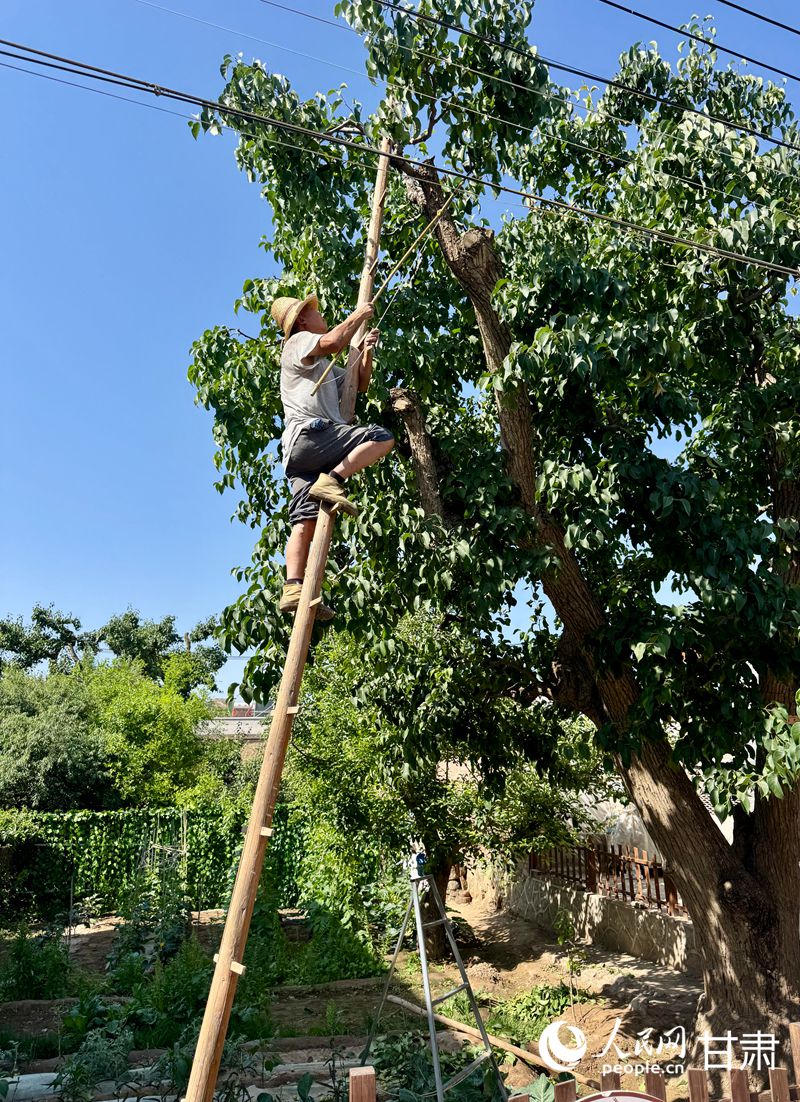 什川古梨園果農(nóng)魏至玉正踩著蜈蚣梯修剪自家的百年梨樹。人民網(wǎng)記者 焦隆攝