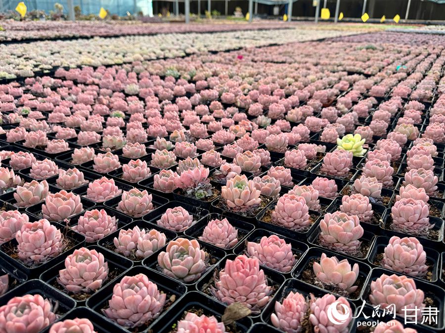 蘭州鑫源現(xiàn)代農(nóng)業(yè)休閑觀光旅游景區(qū)多肉大棚。人民網(wǎng)記者 焦隆攝