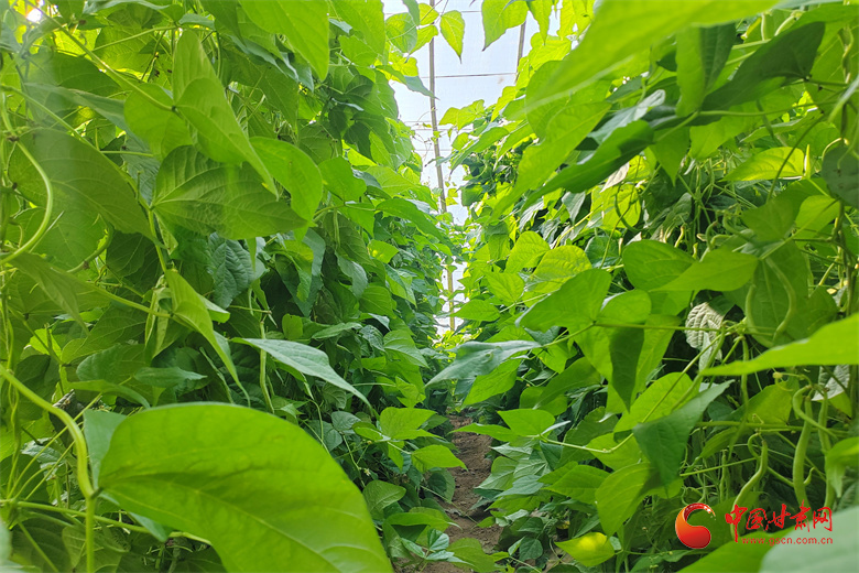 高臺(tái)：冬日大棚綠意濃“蔬”寫(xiě)增收好“錢(qián)”景